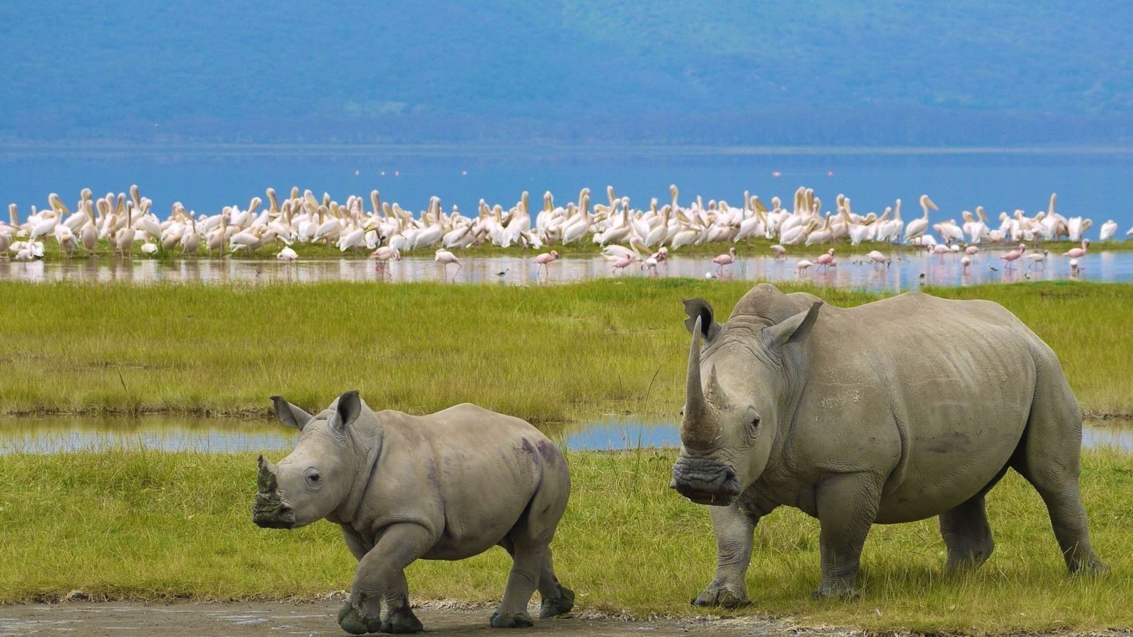 Kenya safari - Lake Nakuru National Park 